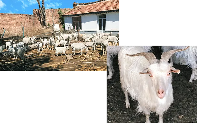 カシミヤ山羊の画像